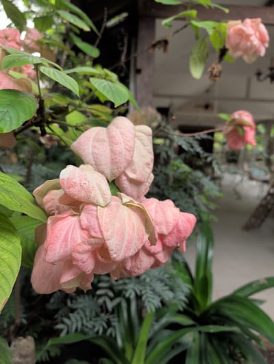 This media file is a close-up, eye-level shot of a cluster of Mussaenda flowers, also known as “Donation” or “Ashoka” flowers, in Mae Rim, Thailand. The flowers are a soft, pale pink color with some white and subtle veining visible on their bracts. They are clustered together on green stems and leaves, creating a vibrant display. The background is blurred, but hints of other greenery and possibly a building or structure can be seen. The overall lighting suggests it may be daytime, with soft, diffused light. The focus is sharp on the Mussaenda flowers in the foreground, while the background is out of focus, creating a shallow depth of field that emphasizes the beauty of the flowers. The image has a natural, outdoor feel, suggesting the flowers are in a garden or natural setting. No people, text, or specific activities are visible.