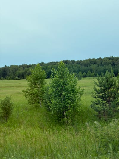The image depicts a pastoral landscape with a vast, clear, pale blue sky dominating the upper portion of the frame. Below the sky, a dense, dark green forest forms a horizontal band across the middle distance. In the foreground and midground, a vibrant, lush green field is filled with tall grasses and scattered trees. Several trees of varying sizes and species are visible, including a prominent white-barked birch tree and a large evergreen tree. The field appears to be a natural meadow or pasture. There are no people or animals present in the image. The overall scene conveys a sense of natural tranquility and open space. The photograph was taken in Sukhobuzimskoye, Russia.
