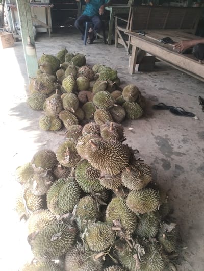 A pile of durian fruits are displayed on a concrete floor outside a building in Cotmerbo, Indonesia. The fruits are green and spiky, with some showing signs of ripeness. In the background, a person is seated on a stool, and another person is partially visible to the right. There are also wooden structures and a box with text visible, suggesting a marketplace or roadside stall. The lighting suggests it is daytime.