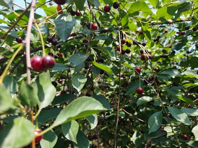 This is a close-up, natural light, outdoor photograph of a cherry tree laden with ripe, dark red cherries and green leaves. The cherries are clustered on thin stems, some hanging individually and others in small groups. The branches are thin and brown, weaving through the frame. The background consists of more foliage, creating a dense, green canopy, with hints of a bright blue sky visible through the leaves. The focus is on the cherries in the foreground, particularly a pair of bright red cherries on the left side of the image. The photograph appears to have been taken during the daytime, with dappled sunlight illuminating the scene. There are no people or animals visible in the image. The scene is situated in Sakaldy, Kyrgyzstan.