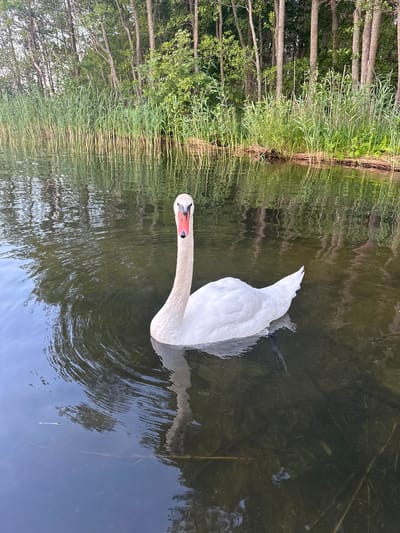 A white swan is swimming in dark water near a reedy shore with trees in the background. The swan is facing forward, its long neck curved. The water is still, with reflections of the trees and sky visible. The scene appears to be in a natural environment, possibly a lake or river, in the Слабодкаўскі сельскі Савет region of Belarus. There are no people or other animals visible in the image.