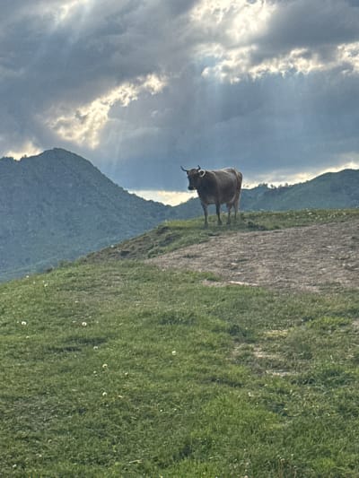 A lone brown cow stands on a grassy hill under a dramatic, cloudy sky with sunbeams breaking through. The cow is facing left, with its head slightly turned toward the camera. Behind the cow, rolling green hills recede into the distance, capped by larger, shadowed mountains. The foreground is a patch of green grass dotted with small white flowers and a dirt path leading up the hill. The overall scene suggests a rural, mountainous landscape, possibly in or near Верхняя Мара, Russia.