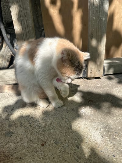 A calico kitten is grooming itself on a concrete surface in Subutli-Miatli, Russia. The kitten is primarily white with patches of tan and darker brown fur. It is facing towards the right side of the frame, with its head bent down, and it is licking its front paw, which is raised. The kitten has pink paw pads visible.
The background consists of wooden planks, suggesting an outdoor or possibly a shed-like structure. Sunlight is casting distinct shadows from the wooden elements onto the ground and the kitten. The ground is a rough, textured concrete surface with some small debris visible. There is also a shadow of the kitten cast on the concrete. A dark, curved object, possibly a hose or cable, is visible to the left of the kitten. The overall environment appears to be a sunny, outdoor area.