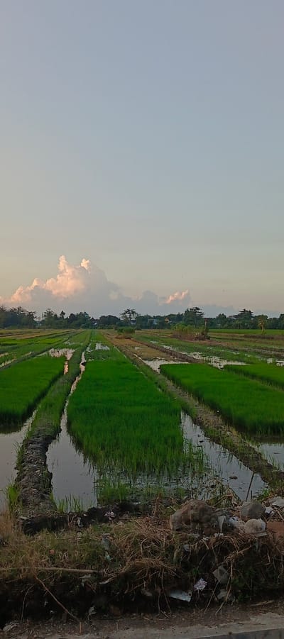 This is a vertical, eye-level, full shot of a rice paddy field in Singopadu, Indonesia, at dusk. The sky is a pale blue with soft, white clouds tinged with pink near the horizon. In the middle ground, rows of vibrant green rice plants are submerged in water, creating reflections. These rows are separated by dark, muddy pathways. Further in the background, a line of trees and several houses are visible, with a prominent green dome structure among them. The foreground features a pile of dry grass and scattered trash, suggesting an untended area bordering the fields. No people are present in the image. The overall atmosphere is serene and rural.