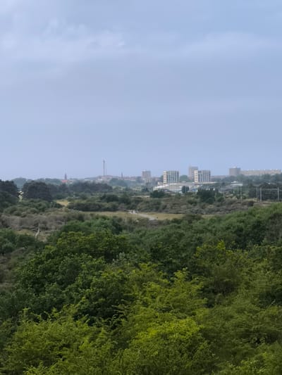 The image is a medium-distance shot of Zandvoort, Netherlands, on an overcast day. The foreground is dominated by lush green trees and shrubbery. Beyond this vegetation lies a more open, grassy area with sparse, low-lying bushes.
In the middle ground, buildings are visible on the horizon. There are several modern-looking apartment or office buildings with light-colored facades. To the left of these buildings, there is a construction crane and what appears to be a church spire. Power lines can also be seen running horizontally across the middle of the frame.
The sky is uniformly grey and overcast.
