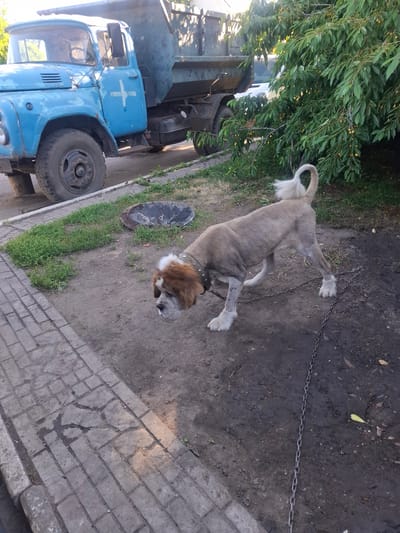 The image, taken outdoors in Dokuchaievske, Ukraine, depicts a large dog on a chain. The dog appears to be a Saint Bernard or a similar breed, with a light-colored coat, a fluffy tail, and a distinctive brown and white face. Its body is clipped short, revealing its physique. It wears a dark collar. The dog is standing on a patch of dirt, with a long metal chain extending from its collar to an unseen anchor point.
To the left of the dog, a large, old, blue truck is partially visible. The truck is weathered, with some rust and peeling paint. A white cross symbol is painted on its side. The truck is parked on what looks like a dirt or gravel surface, with some green grass growing around it. A large tree with green leaves and some small yellow fruits hangs over the scene from the left.
In the foreground, a paved walkway made of grey bricks is visible. The bricks are somewhat worn, and there are some patches of dirt and debris on them. The ground in general appears to be a mix of dirt, grass, and pavement, suggesting an outdoor, possibly rural or industrial, setting. A dark, circular object, possibly a manhole cover, is partially visible in the grass near the dog.
The lighting suggests it is daytime, with sunlight casting some shadows. The overall atmosphere is one of a working yard or an outdoor storage area, with the chained dog as the primary subject. There is no discernible text in the image.
