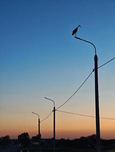 The image depicts a silhouetted bird perched on top of a lamppost, set against a gradient sky transitioning from deep blue to orange. The scene is observed from the perspective of a roadside area, likely in the vicinity of Азёрскі сельскі Савет, Belarus. In the background, a road with a few vehicles is visible, along with a line of trees and scattered houses that form a dark silhouette against the twilight sky. Several other lampposts with power lines are also present, receding into the distance. The overall atmosphere is calm and serene, characteristic of a sunset or early evening.