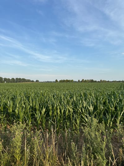 A wide shot captures a vast, green cornfield under a bright blue sky with wispy white clouds. The cornstalks are tall and densely packed, stretching towards the horizon where a line of trees forms a dark green border against the sky. The foreground of the image shows the edge of the cornfield, with dry grass and some flowering weeds growing closer to the viewer. The overall impression is one of rural agricultural land, possibly on the outskirts of Otterstadt, Germany. No people are visible in the image, and no specific actions or interactions are depicted. The environment appears to be an open field on a clear day.