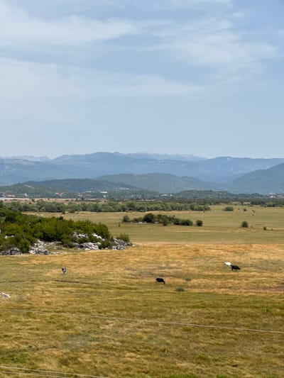 The image captures a wide, dry, grassy plain in Ridjani, Montenegro, under a hazy, light blue sky with scattered clouds. In the foreground, dry, golden-brown grass dominates the landscape, with a few scattered patches of greener grass and some rocky outcrops with sparse green vegetation on the left. Three dark-colored animals, likely cows, are visible grazing in the middle ground. One is on the far left, another in the center-left, and the third is further to the right. A white animal, also likely a cow, is visible to the right of the center-left animal. In the distance, a band of green trees and bushes stretches across the plain, beyond which are several layers of rolling hills and mountains, fading into a hazy blue in the background. A few small structures, possibly buildings or rooftops, are visible nestled within the green areas of the hills. The scene conveys a sense of open, rural landscape under a warm, possibly summer day.
