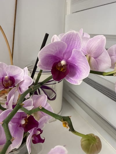 A close-up shot of several pink and purple orchids is featured. The orchids are in bloom, with one prominent flower in the foreground displaying delicate pink petals and a deep purple center. Other orchids, some in various stages of bloom and a single bud, are also visible on green stems. A thin, dark support stick is partially visible behind the main orchid, and a hint of a purple ribbon or bow can be seen in the background. The setting appears to be indoors, with a light-colored, possibly white or grey, wall and a ceiling with horizontal blinds or a textured surface visible in the upper portion of the image. The lighting suggests it is daytime, with soft, diffused light. There is no visible text in the image.