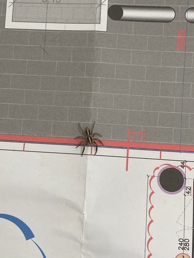 The image displays a close-up view of a spider on a piece of paper, which appears to be an architectural or landscape design plan. The spider, likely a jumping spider, is positioned on the right side of the frame, bridging a white section and a grey grid pattern. It exhibits distinctive light and dark stripes running down its body and has visible hairy legs.
The paper functions as the main background, featuring various design elements. A large portion on the left and central area is covered by a grey, textured grid, resembling paving stones or tiles. Over this grid and in the white sections of the plan, there are numerous lines in red and blue, indicating boundaries or structural components. Shapes visible include a black circle with a purple outline, and wavy red lines that might denote foliage or terrain. A long, grey cylindrical object and a white rectangular shape with measurement markings are also seen on the left side of the plan.
Several numbers are visible on the plan, including "585" in red, and "42", "44", "240", and "280" in black print. The letter "E" is faintly discernible in red within the grey grid, and "G. 13" is partially visible near the bottom-left corner. The paper itself shows some creases and minor wear. The scene does not depict any specific human activity, only the presence of the spider on the plan, set in the broader context of Nesher, Israel.