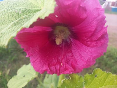 A close-up, low-angle shot captures a vibrant pink hollyhock flower in bloom. The flower's delicate petals, with their prominent veins, unfurl inwards towards a fluffy, yellowish center. Two large, textured green leaves frame the flower, one positioned above and to the left, partially obscuring the top of the bloom, and another visible at the bottom right. The leaves have a slightly serrated edge and show some imperfections, like small holes. The background is softly blurred, with hints of green foliage and an indistinct, light-colored surface that could be a path or ground. The overall impression is one of natural beauty and the height of summer in a rural setting, likely Sterlibashevo, Russia, given the location context. There is no visible text in the image.