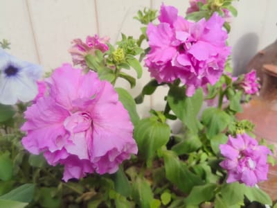 A close-up, eye-level shot captures a cluster of vibrant pink petunias in bloom. The flowers are in sharp focus, displaying ruffled petals with a lighter hue at the edges. Behind them, a soft focus reveals a light-colored wall with vertical lines, possibly wooden planks. To the left, a partially visible light purple petunia with a dark center adds a contrasting splash of color. In the background, to the right, a blurred brown object, possibly a ceramic pot, is visible, casting a subtle shadow on the wall. The overall setting suggests an outdoor urban environment, potentially a balcony or garden area in the city of Kashino, Russia. The lighting is bright, indicating daylight, and the composition is focused on the floral subjects.