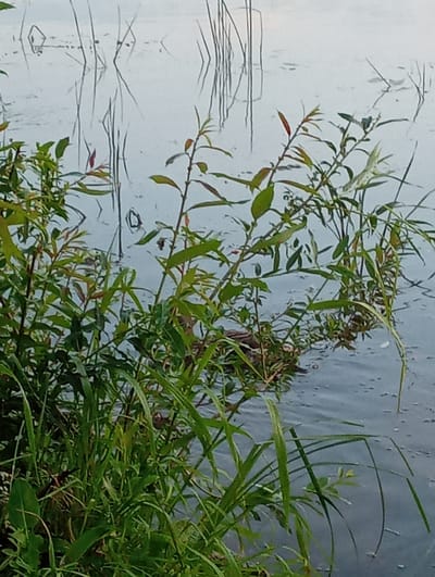 The image depicts a close-up view of vegetation growing along the edge of a body of water. The foreground is dominated by lush green grasses and thin, leafy branches of shrubs. These plants are wet, with visible water droplets clinging to the leaves and stems. In the background, tall, thin reeds or stalks emerge from the water, their reflections distorted on the calm surface. The water itself is a muted gray-blue, with small ripples and scattered white flecks on its surface, possibly indicating rain or a light disturbance. The overall scene is natural and serene, suggesting a wetland or marshy area within the vicinity of Палыкавіцкі сельскі Савет, Belarus. No people or animals are visible in the frame.