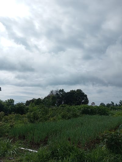 A field of green onions stretches across the foreground, bordered by dense grass. Behind the onions, shrubs and trees form a line, obscuring the horizon. A large, dark tree dominates the center. The sky is filled with heavy, gray clouds, suggesting overcast conditions. A white pipe is visible in the foreground amidst the tall grass.