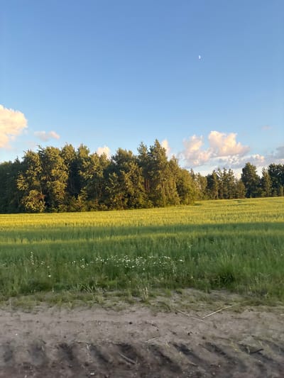 The image depicts a rural landscape at dusk or dawn, likely in the vicinity of Кадзінскі сельскі Савет, Belarus. The scene is dominated by a wide, green field of crops, possibly wheat or barley, stretching towards a dense line of trees in the mid-ground. The field is illuminated by warm, golden light, indicating the low angle of the sun. Small white wildflowers are scattered throughout the field.
In the background, a thick forest forms a dark green barrier against the horizon, with variations in tree height and density. The sky is a clear, pale blue, with a sliver of the moon visible in the upper right quadrant. A few fluffy white clouds are scattered across the sky, some tinged with pink from the sunlight.
In the foreground, a dirt track or road with visible tire tracks cuts across the bottom of the frame. The texture of the soil is rough, with some dry grass and debris. The overall impression is one of tranquility and natural beauty in a rural setting. There are no people or animals visible in the image.
