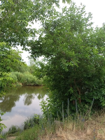 This media file captures a serene natural scene, likely in Ivankiv, Ukraine. The image is dominated by lush green foliage, with a large tree taking center stage, its branches extending outwards and partially obscuring the sky. Below the tree, a body of water, possibly a river or pond, reflects the surrounding greenery and the sky. The water appears calm and still, contributing to the peaceful atmosphere. On the right side of the image, dry grass and some blue wildflowers line the bank of the water, creating a contrast between the vibrant green and the earthy tones. The vegetation suggests a rural or natural setting, away from urban development. The lighting indicates it is daytime, possibly late afternoon or early evening, given the soft light and reflections. There are no people or man-made objects visible, emphasizing the untouched nature of the location. The overall mood conveyed is one of tranquility and natural beauty.