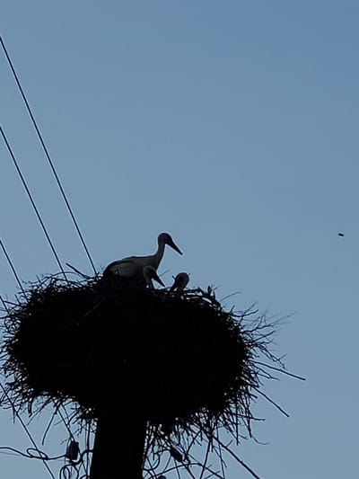 The image captures a silhouette of a stork nest perched on a utility pole against a clear, pale blue sky. The nest, constructed from twigs and branches, is a dark, voluminous mass. Within the nest, the silhouette of a larger stork stands, with its head and neck visible. Beside it, the forms of two smaller storks, likely chicks, are also discernible. Several dark electrical wires crisscross the frame, originating from the left side and extending upwards and to the right, partially obscuring the sky. The overall lighting suggests it is either early morning or late evening, given the subdued light and silhouette effect. There is no indication of the city of Konstantinovka, Moldova within the image itself, nor any people or specific actions beyond the presence of the birds in the nest.