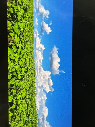 The image displays a serene outdoor landscape, appearing to be a photograph of a screen, characterized by black bars at the top and bottom edges. The primary subjects are a sprawling field of green plants under a clear blue sky.

The lower two-thirds of the image are filled with a dense field of uniform green plants, likely young sunflowers, given their large, broad leaves and organized growth patterns. The plants are in rows, extending towards the horizon, creating a textured, verdant carpet. One small, indistinct yellow bloom can be seen in the distance amidst the greenery, suggesting the plants are beginning to flower.

Above the field, the sky is a vivid, deep blue, adorned with numerous fluffy, white cumulus clouds. These clouds vary in size and shape, adding depth and interest to the expansive sky.

The scene depicts a calm, natural setting, with no people or animals visible, and no specific activity taking place beyond the growth of the plants. It appears to be a bright, sunny day, likely late morning or early afternoon, given the clear conditions and light. The weather is fair, with scattered clouds. Although visual cues in the image are generic to a rural landscape, the provided context situates this scene in Wolverhampton, United Kingdom. There is no visible text in the image.