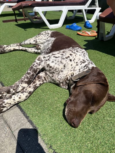 A brown and white speckled German Shorthaired Pointer dog is lying on its side on artificial turf, appearing to be asleep. The dog is wearing a worn leather collar. In the background, out of focus, are lounge chairs and a pair of blue flip-flops and orange and white flip-flops. The setting appears to be an outdoor leisure area, possibly a poolside or patio. The specific location of Amzara, Abkhazia, is not discernible from the image.