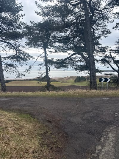 The scene depicts a coastal landscape in Braehead of Lunan, United Kingdom, under an overcast sky. In the foreground, a dark, unpaved road or track shows visible tire marks and an uneven surface, bordered by dry, straw-colored grass. Multiple tall pine trees with dark green foliage and prominent trunks frame the upper and mid-ground of the image. Beyond the road and trees, the terrain slopes downwards through cultivated brown fields and undulating green hills towards a wide, sandy beach. Sand dunes are visible along the coastline. The calm North Sea stretches to the horizon under the grey sky. A black and white chevron road sign, indicating a sharp right turn, is visible on the right side, positioned behind the road and adjacent to a tree trunk. No individuals or discernible actions are present.
