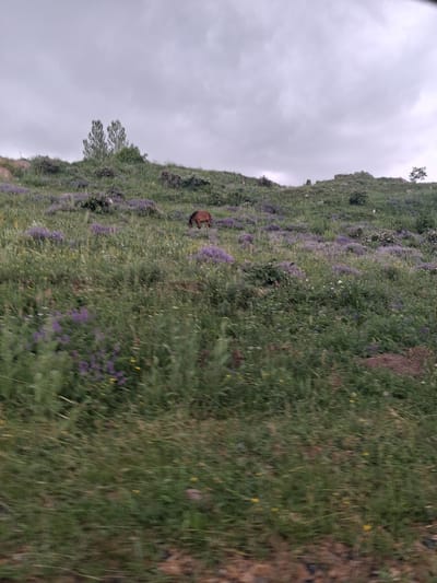 A brown horse grazes on a grassy hillside dotted with purple wildflowers under a cloudy sky. The hillside is overgrown with various green grasses and shrubs, suggesting a natural, uncultivated environment. In the background, two trees stand at the crest of the hill, with more rocky terrain and vegetation visible further up. The image appears to be taken from a slightly elevated, moving perspective, indicated by motion blur in the foreground. The scene is set in Martiros, Armenia, characterized by its rolling hills and natural landscapes.