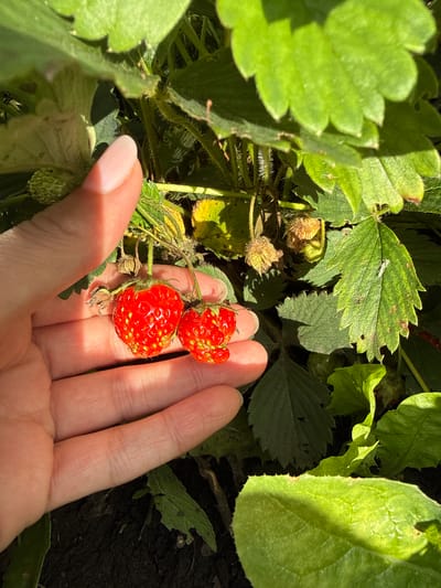 A close-up, eye-level shot shows a person's hand holding two ripe strawberries above the soil in a garden. The strawberries are bright red with yellow seeds. Green strawberry leaves and stems are visible in the background, along with some unripe green strawberries. The scene is lit by natural sunlight, casting shadows. The image appears to have been taken in a garden in Большой Турыш, Russia, a rural settlement known for its agricultural activities.