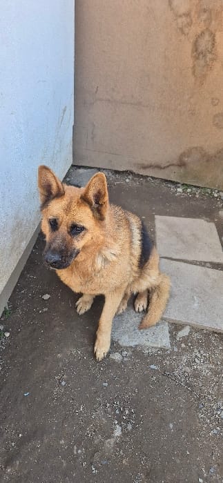An adult German Shepherd dog is observed sitting on a dirt and gravel surface at the corner of two exterior walls in Tompsan, Bulgaria. The dog, predominantly tan and brown with a black saddle marking, has erect ears and a dark muzzle, and is looking slightly towards its left. The left wall is light-colored and textured, while the right wall is beige and textured, exhibiting multiple dark water stains and streaks. The ground consists of dark soil mixed with scattered light-colored pebbles and debris, with several grey concrete pavers visible, notably one beneath the dog's right hind leg. Sparse green vegetation is present along the base of the left wall and on the ground. The scene is illuminated by natural daylight.