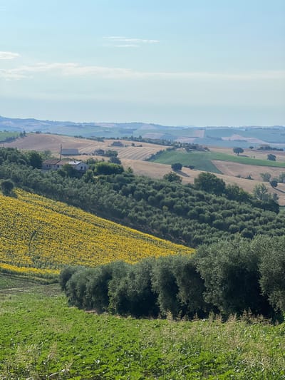 The image captures a sun-drenched, rolling landscape in Barbara, Italy, characterized by a patchwork of cultivated fields. In the foreground, a lush green field of crops, possibly young plants or vegetables, stretches across the lower portion of the frame. Behind this, a dense row of mature olive trees forms a dark green line, their foliage providing a stark contrast to the brighter colors surrounding them.
Further up the slope, a vibrant field of sunflowers, a sea of yellow heads, blankets a significant area, facing towards the sun. Above the sunflowers, a cluster of buildings, including a farmhouse with a red-tiled roof and several other structures, is nestled amongst a grove of olive trees. The middle ground and background reveal further undulations of the terrain, with fields of harvested wheat or dry grasses, interspersed with patches of green vegetation and scattered trees. The distant hills are painted in soft hues of blue and green, receding into a hazy horizon under a pale blue sky with wispy white clouds. The overall scene evokes a sense of rural tranquility and agricultural abundance under a clear summer sky.