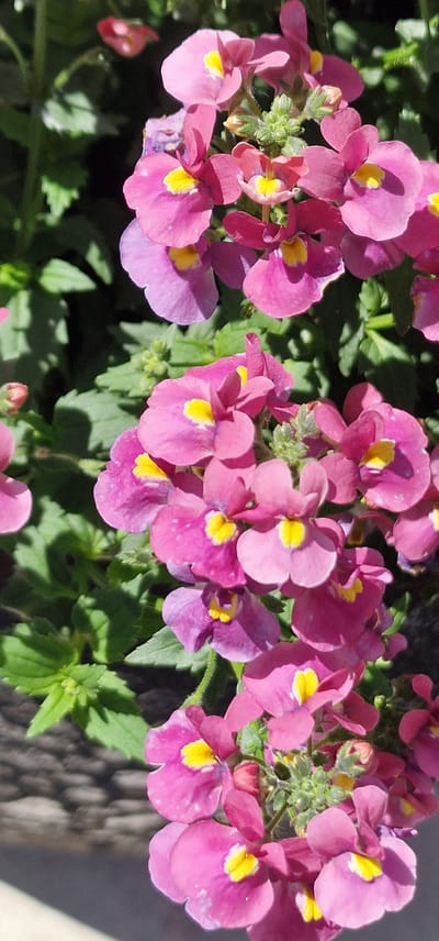 The image is a close-up, vertical shot of a cluster of pink and purple flowers with yellow centers. The flowers are delicate with multiple petals, some appearing slightly wilting. They are arranged in a dense cluster on thin green stems. Green foliage is visible in the background, some of it in sharp focus, casting shadows. The lighting suggests a sunny day, with bright highlights and deep shadows. The lower portion of the image shows a blurred background that appears to be a textured surface, possibly a planter or a ground covering. There are no people, animals, or man-made objects clearly identifiable in the scene. The specific location in Saulkrasti, Latvia cannot be determined from the visual information provided.