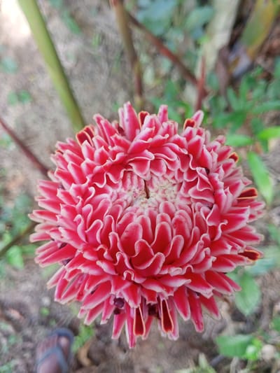 A close-up, overhead shot focuses on a vibrant pink and white flower with ruffled petals. The flower is the central subject, dominating the frame. In the blurred background, one can discern elements of a natural environment, including green foliage and earthy ground. A small portion of a person's foot wearing a sandal is visible in the bottom left corner of the image. The scene is located in Puntimatangkuli, Indonesia.