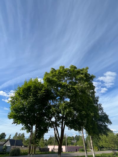 This is a vertical, eye-level, outdoor shot of a tree with lush green leaves against a bright blue sky. Wispy, white clouds streak across the sky, suggesting a breezy day. The lower half of the image shows a rural scene. A paved road runs vertically through the image, bordered by trees and some rustic buildings. One building, a light pink structure with dark-rimmed windows, is visible on the right side of the road. Another building with a dark roof and a smaller dark structure next to it is visible on the lower right. Overhead power lines are strung between poles, also running vertically. The overall impression is one of a peaceful, sunny day in a rural Russian setting. The time of day appears to be daytime, likely late morning or early afternoon, given the bright light. There is no text visible in the image.