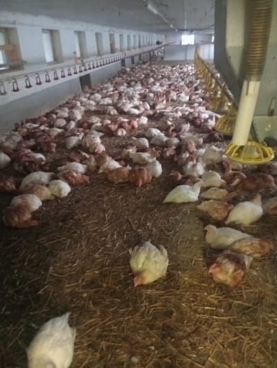 The image shows a large group of chickens in an indoor poultry farm. The chickens are of varying colors (white and brown) and are spread across the floor covered with hay or straw. In the background, there is a long structure with windows and feeding or watering devices. The environment appears to be a typical agricultural building designed for intensive poultry farming. The location is Friedrichsruhe, Germany.