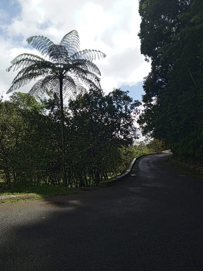 The image displays an asphalt road in Hinabangan, Philippines, curving uphill to the right. The road surface is dark and appears damp or wet in sections, with shadows cast across the foreground. A low concrete barrier or retaining wall borders the right side of the road as it ascends. Dense green foliage, comprising various trees and shrubs, flanks both sides of the roadway. A prominent, tall tree with large, segmented fronds, resembling a tree fern, stands on the left side, silhouetted against a partially cloudy sky. The sky above shows patches of light blue interspersed with white clouds. No individuals, vehicles, or animals are present.