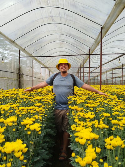 A man wearing a yellow bucket hat, a grey t-shirt, and brown shorts stands in a greenhouse filled with bright yellow chrysanthemums. His arms are outstretched to his sides, with his left hand reaching towards the flowers. The greenhouse structure consists of a transparent, curved roof supported by metal poles, with hanging light bulbs visible. The field of flowers extends throughout the greenhouse, creating a vibrant yellow expanse. The image appears to be taken in Tuý Sơn, Vietnam.