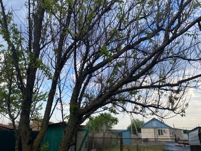 The image shows a scene in Oblivskaya, Russia, featuring trees in the foreground with sparse green leaves, partially obscuring a residential area. Behind the trees is a fence, a small green shed, and a single-story house with light-colored siding, blue trim, a window, and a ladder leaning against the building. There's a small outbuilding to the side of the house. The sky is partly cloudy.