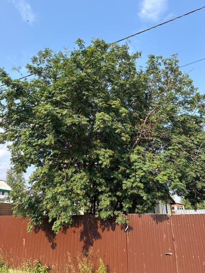 The image depicts a large, leafy tree with clusters of small green fruits, likely rowan berries, in a residential area. The tree dominates the frame, its branches reaching towards a clear blue sky with a few wispy clouds. Below the tree, a reddish-brown corrugated metal fence runs horizontally across the foreground, casting dappled shadows from the foliage. In the background, glimpses of houses with white and beige siding can be seen peeking out from behind the fence and the tree. The environment appears to be a sunny day in a suburban or rural setting. The location is identified as Solnechnyi, Russia. There are no people or animals visible in the image.