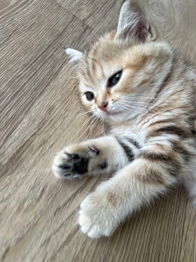 A close-up, eye-level shot captures a ginger and white tabby kitten lying on its side on a light brown wooden floor. The kitten's head is turned to its left, and its eyes are open. Its right paw is extended towards the viewer, showing dark paw pads. The kitten's fur exhibits distinct tabby markings. The wooden floor has a visible grain pattern. The image does not contain any identifiable landmarks or features that would indicate a specific location within the city of Mokino, Russia.