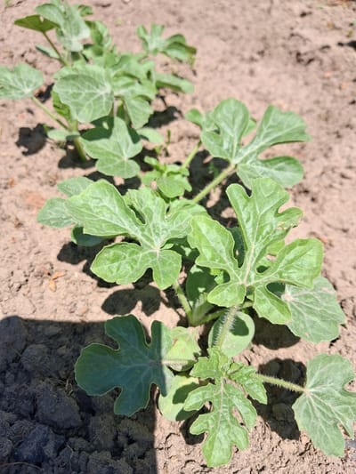 In Krolevets, Ukraine, a close-up shot captures a row of young watermelon seedlings growing in light brown soil under bright sunlight. The plants are small, with several sets of lobed green leaves and fuzzy stems. Shadows from the leaves and stems are cast on the ground. The soil appears dry and somewhat clumpy. The background is blurred, showing more of the soil and other indistinct seedlings.