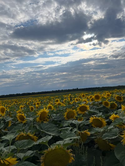 The image depicts a vast field of sunflowers under a dramatic sky. The sunflowers, with their vibrant yellow petals and dark centers, fill the foreground and extend into the distance, creating a dense carpet of blooms. Many of the sunflowers are facing downwards, some appearing wilted or heavy with seed. The leaves are large and green.

The sky above is a mix of blue sky and heavy, textured clouds. Rays of sunlight break through the clouds in some areas, creating a dappled effect and highlighting sections of the sunflower field. The clouds are dark and moody in places, suggesting potential for rain or a storm.

In the far distance, a line of dark green trees forms a horizon, separating the field from the sky. A subtle rainbow effect is visible where sunlight interacts with moisture in the air or within the clouds. The overall impression is one of natural beauty and the powerful forces of nature.

The location is identified as Hrabovets, Ukraine. The scene is a rural landscape, likely a farm or agricultural area. There are no people or animals visible in the image. The focus is entirely on the sunflowers and the sky.
