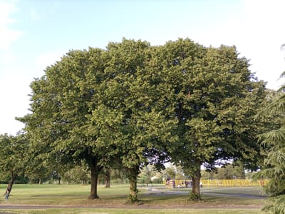 A wide shot shows a park scene with a group of mature trees in the foreground. The trees have full, green canopies and are positioned on a grassy area. A path runs through the park, with a person visible walking to the left of the frame. In the background, there are more trees, a playground with yellow fencing, and a few people gathered near a sculpture. The sky is clear and light blue, suggesting it is daytime. This image was taken in Stalybridge, Tameside, United Kingdom.