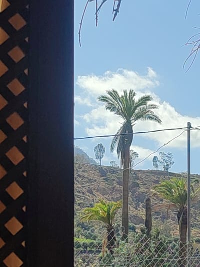 The image captures a view of a hillside with scattered trees and vegetation, under a bright, partly cloudy sky. A prominent, tall palm tree stands in the mid-ground, with its fronds spread wide. To its left and right, smaller palm trees are visible, along with other trees that appear to be eucalyptus or similar species, dotting the landscape. The hillside itself is rocky and arid, with patches of green vegetation. A wire fence runs across the foreground, partially obscuring the lower parts of the trees. On the far left, a dark, lattice-like structure partially frames the scene, suggesting the viewpoint is from an interior space looking outwards. The presence of palm trees and the arid, hilly terrain is characteristic of many areas in the Canary Islands, including Santa Lucía de Tirajana, Spain.