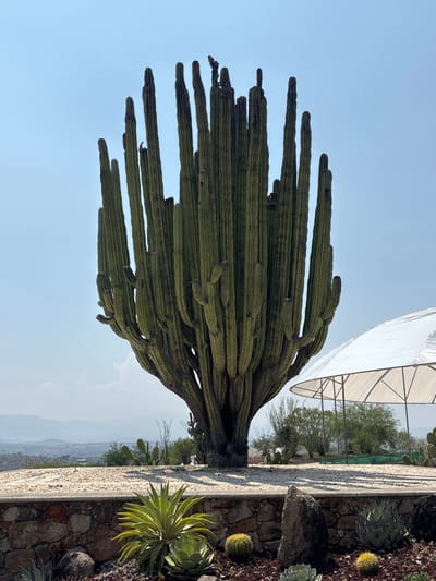 The image shows a large cactus in a botanical garden, possibly in the city of Tehuixtla, Mexico. The cactus has multiple tall, green branches extending upwards and outwards. To the right of the cactus is a concrete wall with decorative stones and a small garden bed containing various succulents, including agave and smaller cacti. A white canopy structure is visible in the background, with trees and a distant cityscape beyond the wall. The sky is a clear, light blue.