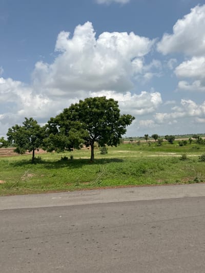A wide shot captures a rural landscape under a partly cloudy sky. The foreground is dominated by a grey asphalt road that extends horizontally across the bottom of the frame. To the right of the road, a strip of green vegetation forms a border. Beyond this, a grassy field stretches into the distance, dotted with scattered trees. Two prominent, leafy green trees stand in the middle ground, casting shadows on the grass. In the background, the landscape is flatter, with more trees and some distant, lighter-colored areas that could be cultivated fields or drier earth. The sky is a bright blue with large, fluffy white clouds. The scene appears to be a natural or semi-natural environment in the city of Serakye, Nigeria. There are no people or animals visible in the image.