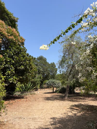The image depicts an outdoor park or garden scene in Kfar Monash, Israel, on a clear, sunny day. The foreground features a light brown, unpaved dirt path that recedes into the mid-ground. Shadows from surrounding trees are cast across this path.

On the left side, dense green foliage dominates the frame, including a tall tree with reddish-brown seed pods or leaves in the upper-left quadrant. Below this, spiky, succulent-like plants are visible. On the right side, a slender tree with light green, somewhat sparse foliage stands, with clusters of white bougainvillea flowers growing on its branches or an adjacent vine. A prominent vine with green leaves and a cluster of white flowers hangs diagonally from the upper-right corner towards the center of the frame.

In the mid-ground, a distinct Dragon Tree (Dracaena draco) with a thick trunk and a crown of spiky, green leaves is visible to the left of the path. Further in the background, more dense green trees form a natural barrier. Partially obscured by foliage in the distance, behind the Dragon Tree, appear to be a few low wooden structures, possibly benches or decorative fences. The sky is a uniform, clear blue, occupying the upper portion of the image. No individuals or animals are present.