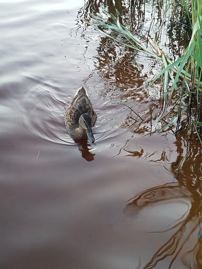 A lone duck swims in dark, murky water near reeds. The duck is facing forward, its head slightly dipped. The water has ripples around it, indicating movement. The background shows reflections of the reeds and the sky on the water's surface. The scene appears to be a natural body of water, possibly a pond or slow-moving stream, within or adjacent to a rural area.
