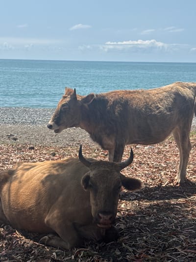 Two cows are visible on a beach. One cow is lying down in the foreground, facing the camera. The second cow is standing behind the first, facing left. The sea is in the background, with a clear sky overhead. The beach is covered in dry leaves and pebbles. This scene is located in Kyndygh chyts, Abkhazia.