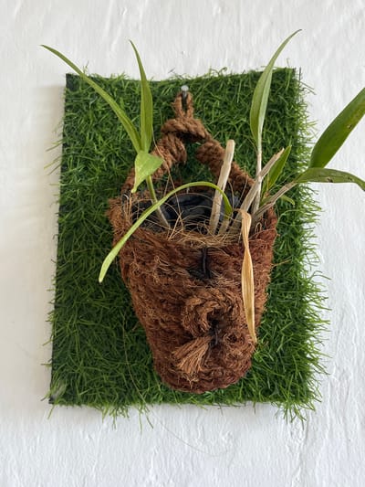 A close-up, eye-level, vertical shot shows a hanging orchid plant with several long, slender green leaves and some dried brown stalks. The plant is in a brown, fibrous, basket-like pot made of coco coir. This pot hangs from a thick, braided brown rope. The entire plant is suspended in front of a rectangular artificial grass mat. The mat is dark green and textured, with a black border visible on the left edge. The background is a textured white wall. The scene is likely an indoor or sheltered outdoor decorative display, possibly in Desa Tambakreja, Indonesia, given the context. There are no people present.