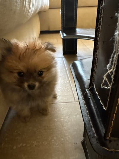 A fluffy, light brown Pomeranian puppy is positioned in the foreground of the image, looking directly at the camera. The puppy has dark eyes and a small black nose. It is standing on a light-colored tiled floor. To the right of the puppy, a portion of a dark brown, upholstered chair with white stitching is visible. The chair appears to be made of leather. In the background, a light-colored couch is partially visible. The overall scene is indoors. The location is not specified as Mikrevo, Bulgaria.