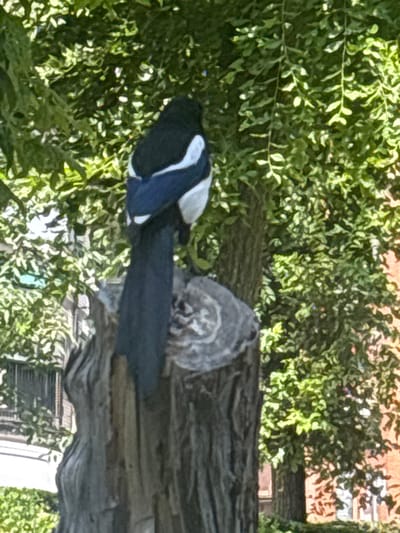 The image shows two birds perched on a tree branch, surrounded by lush green foliage. The bird on the left is a magpie, identifiable by its black and white plumage. It is facing towards the left, with its tail feathers fanned out. The bird on the right appears to be an owl, with its head tilted slightly downwards. Its feathers are a mottled grey and white, and it has a fluffy appearance.

The birds are positioned on a thick, gnarled tree branch that is angled downwards. The background is filled with vibrant green leaves, suggesting a daytime scene in a natural or park-like setting. Sunlight filters through the leaves, creating dappled lighting. In the distance, a building with a reddish-brown facade and windows can be partially seen through the trees, indicating an urban or suburban environment.

The overall impression is one of a peaceful moment in nature. The birds appear calm and undisturbed. There is no visible text in the image. The bright lighting suggests it is daytime, likely with clear or partly cloudy weather. The presence of the building hints at a location near human habitation, possibly a park or a street lined with trees in Coslada, Spain.